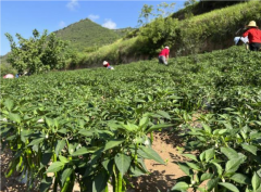 田间地头郁郁葱葱绿意盎然一个个青翠鲜嫩的辣椒挂满枝头