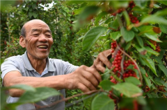 农业苗族文化旅游融合发展的高寒山区乡村振兴示范村目标