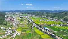 建成稻菜菌等复合种植基地10万亩亩均年增收1000元以上